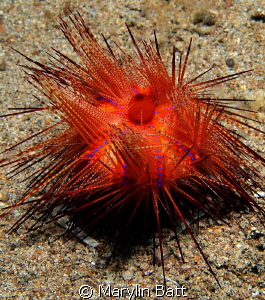 Urchin carry crab , you have to look close to see it's feet. by Marylin Batt 